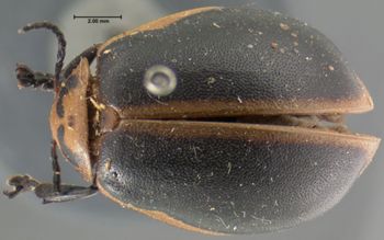 Media type: image; Entomology 17549   Aspect: habitus dorsal view